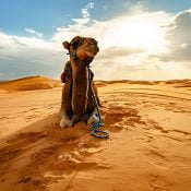 Morocco Desert Day Trip