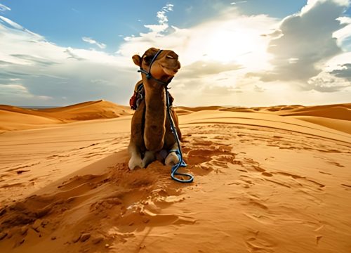 Morocco Desert Day Trip: A Day of Emotions in the Sahara