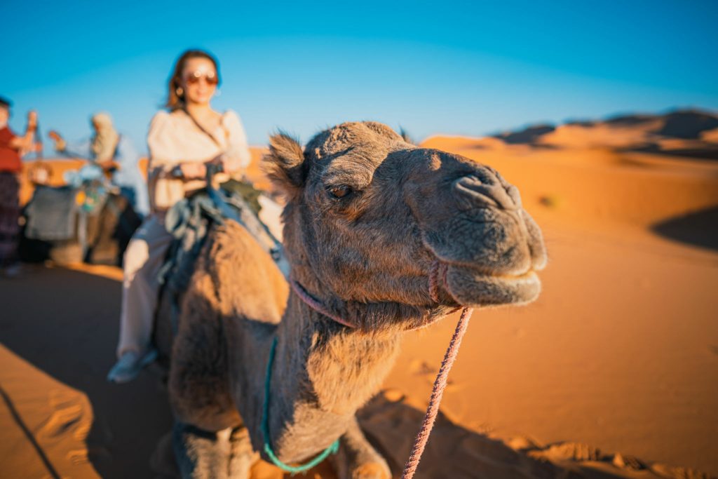 Exploring Morocco’s Diverse Landscapes: From Mountains to Coastlines