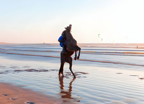 Horseback riding tours in Morocco: exploring scenic routes and rural landscapes